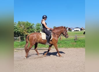 PRE Mix, Gelding, 6 years, 15 hh, Chestnut-Red