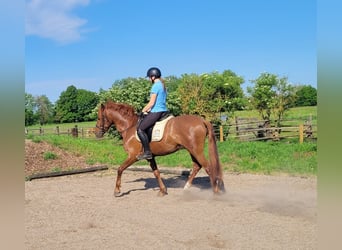 PRE Mix, Gelding, 6 years, 15 hh, Chestnut-Red