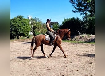PRE Mix, Gelding, 6 years, 15 hh, Chestnut-Red