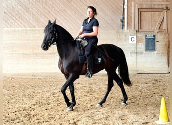 PRE, Gelding, 6 years, 15,1 hh, Black