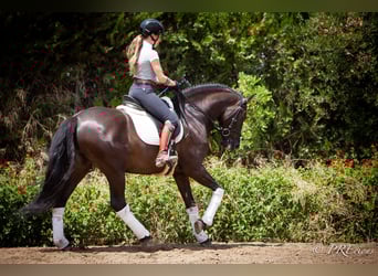 PRE Mix, Gelding, 6 years, 15,2 hh, Black