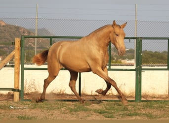 PRE Mix, Gelding, 6 years, 15,2 hh, Champagne