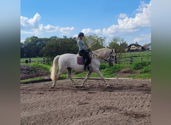 PRE Mix, Gelding, 6 years, 15,2 hh, Grey