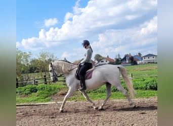 PRE Mix, Gelding, 6 years, 15,2 hh, Grey