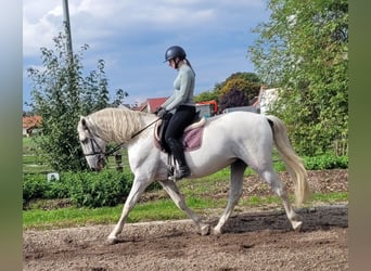PRE Mix, Gelding, 6 years, 15,2 hh, Grey