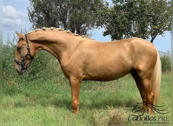 PRE Mix, Gelding, 6 years, 15,2 hh, Palomino