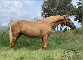 PRE Mix, Gelding, 6 years, 15,2 hh, Palomino