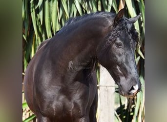 PRE Mix, Gelding, 6 years, 15,2 hh, Smoky-Black