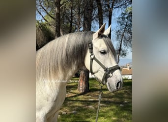 PRE Mix, Gelding, 6 years, 15,2 hh, White