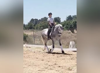 PRE Mix, Gelding, 6 years, 15,3 hh, Gray-Dapple