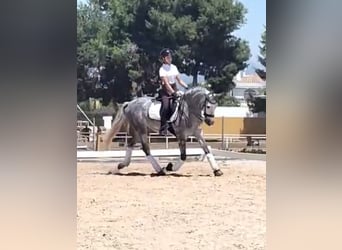 PRE Mix, Gelding, 6 years, 15,3 hh, Gray-Dapple