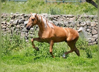 PRE Mix, Gelding, 6 years, 15,3 hh, Palomino