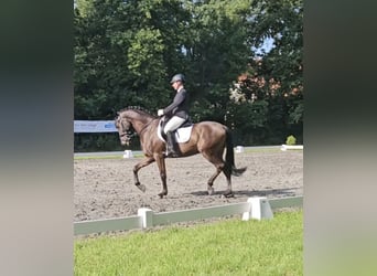 PRE Mix, Gelding, 6 years, 15,3 hh, Smoky-Black
