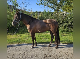 PRE Mix, Gelding, 6 years, 15,3 hh, Smoky-Black