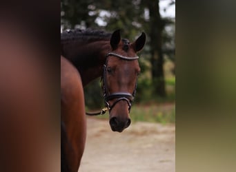 PRE, Gelding, 6 years, 16.1 hh, Bay-Dark