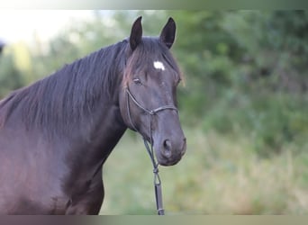 PRE Mix, Gelding, 6 years, 16.1 hh, Black