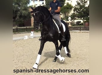PRE Mix, Gelding, 6 years, 16.1 hh, Black