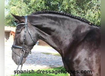 PRE Mix, Gelding, 6 years, 16.1 hh, Black