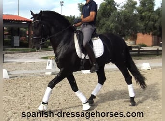 PRE Mix, Gelding, 6 years, 16.1 hh, Black