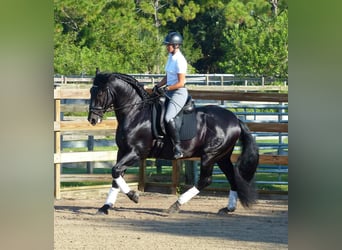PRE Mix, Gelding, 6 years, 16.1 hh, Black