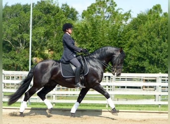 PRE Mix, Gelding, 6 years, 16.1 hh, Black