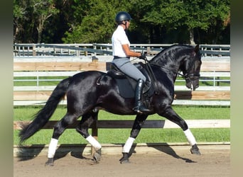 PRE Mix, Gelding, 6 years, 16.1 hh, Black