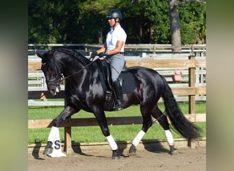 PRE Mix, Gelding, 6 years, 16.1 hh, Black