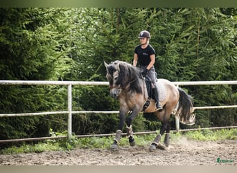 PRE, Gelding, 6 years, 16.1 hh, Buckskin