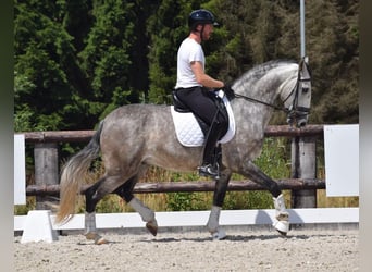 PRE, Gelding, 6 years, 16.1 hh, Grey