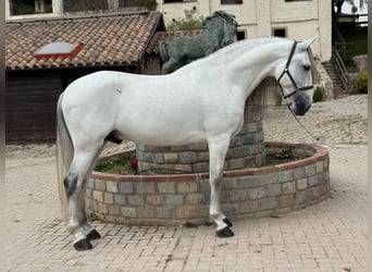 PRE Mix, Gelding, 6 years, 16.1 hh, Grey