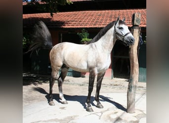 PRE, Gelding, 6 years, 16.1 hh, Grey