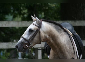 PRE, Gelding, 6 years, 16.1 hh, Grey