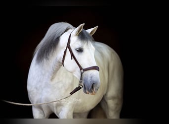 PRE Mix, Gelding, 6 years, 16.1 hh, Grey
