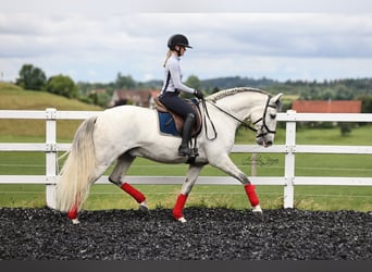 PRE Mix, Gelding, 6 years, 16.1 hh, Grey