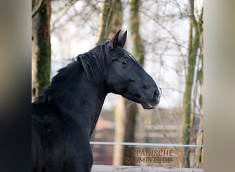 PRE Mix, Gelding, 6 years, 16,2 hh, Black