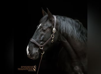 PRE Mix, Gelding, 6 years, 16,2 hh, Black