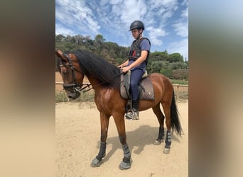 PRE, Gelding, 6 years, 16,2 hh, Brown