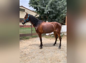 PRE, Gelding, 6 years, 16,2 hh, Brown