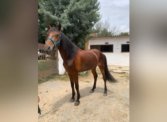 PRE, Gelding, 6 years, 16,2 hh, Brown