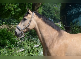 PRE, Gelding, 6 years, 16.2 hh, Buckskin PRE, Gelding, 6 years, 16.2 hh, Buckskin