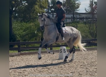 PRE, Gelding, 6 years, 16.2 hh, Grey-Dapple