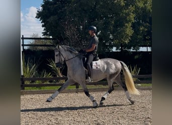 PRE, Gelding, 6 years, 16.2 hh, Grey-Dapple