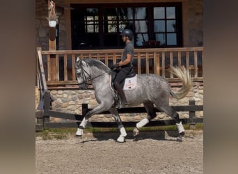 PRE, Gelding, 6 years, 16.2 hh, Grey-Dapple