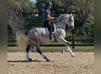 PRE, Gelding, 6 years, 16.2 hh, Grey-Dapple