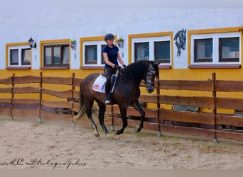 PRE, Gelding, 6 years, 16.2 hh, Grey-Dark-Tan