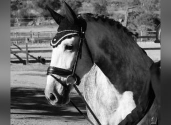 PRE Mix, Gelding, 6 years, 16.2 hh, Grey