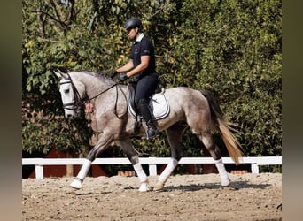 PRE, Gelding, 6 years, 16.2 hh, Grey