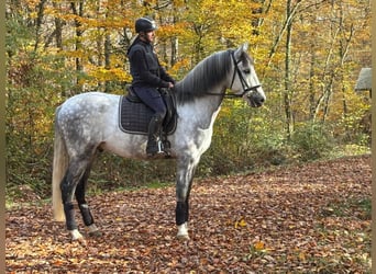 PRE Mix, Gelding, 6 years, 16.2 hh, Grey