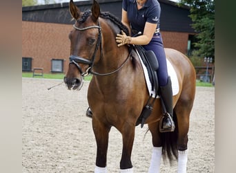 PRE, Gelding, 6 years, 16 hh, Bay-Dark