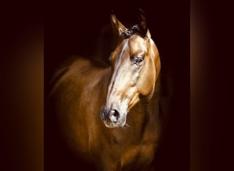 PRE Mix, Gelding, 6 years, 16 hh, Bay-Dark